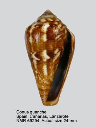 Conus guanche (28).jpg - Conus guancheLauer,1993